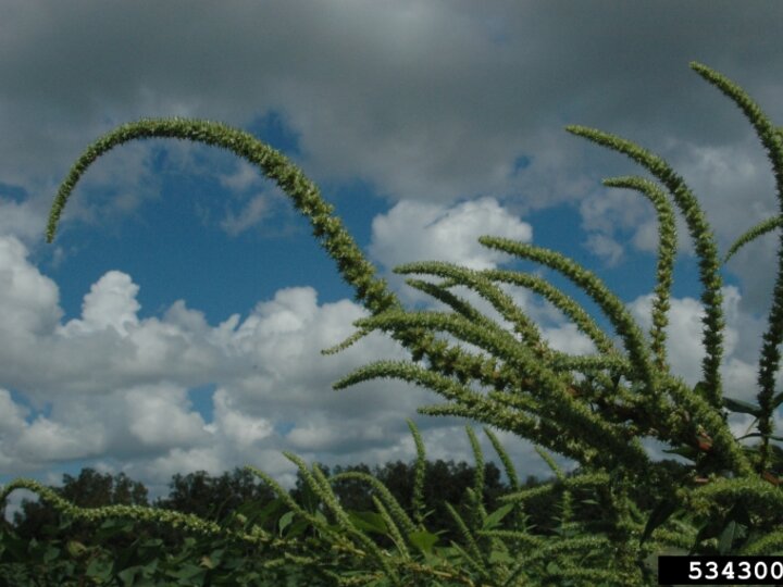 A closeup of palmer amaranth seedheads in bloom in the field