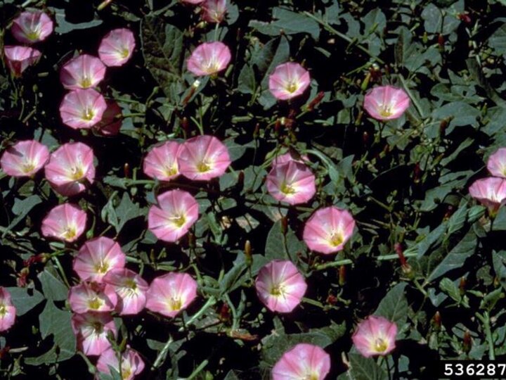 A cluster of pink field bindweed flowers