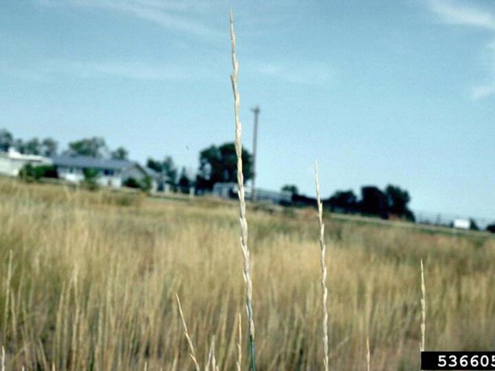Close-up view of the seedhead of intermediate wheatgrass