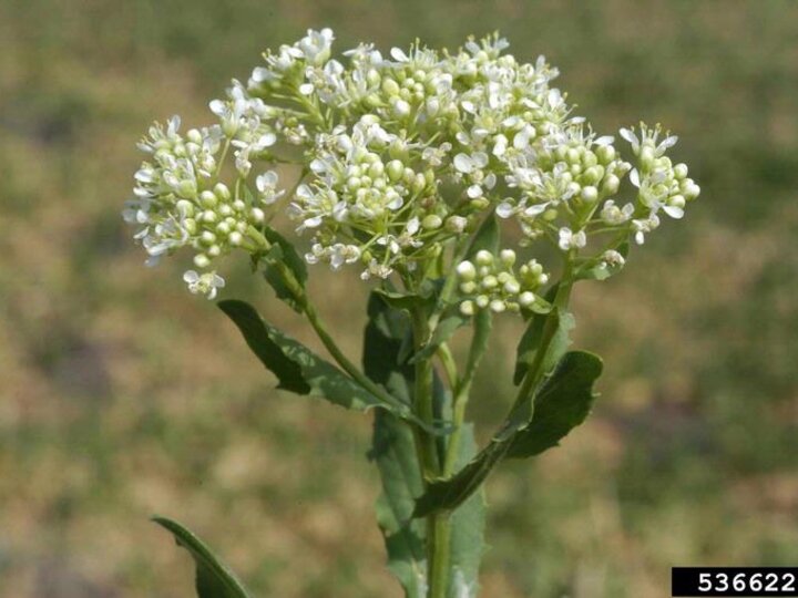 A closeup of the small white flowers blooming on a hoary cress plant
