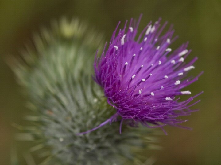 A closeup of a bull thistle's bright purple flower head