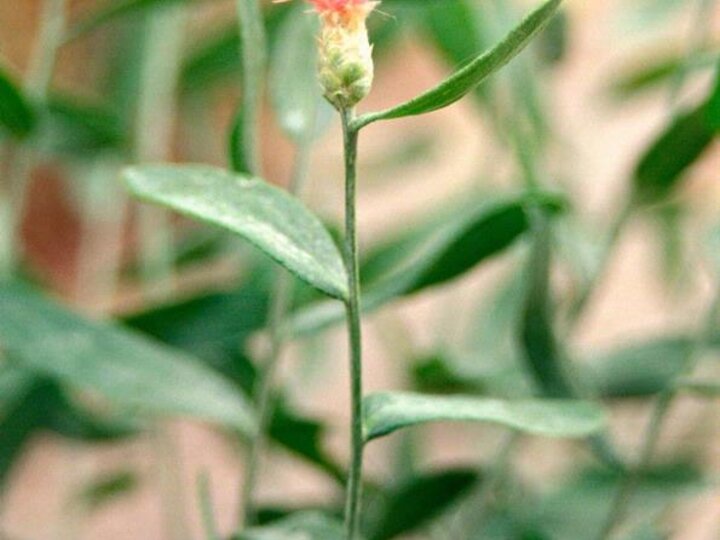 A closeup of a link pink Russian knapweed flower with its green leaves and stem