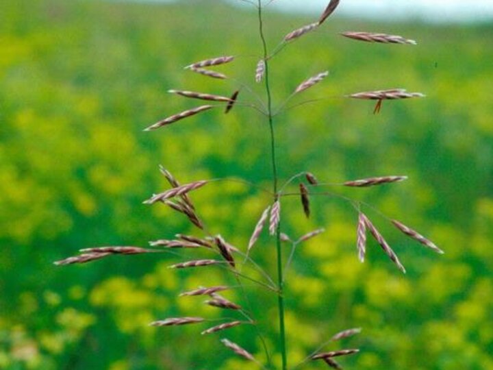 A full view of the smooth brome grass panicle