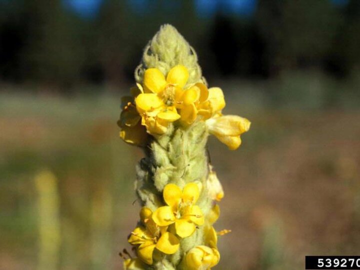 A closeup of the yellow flowers blooming on a common mullein seedhead