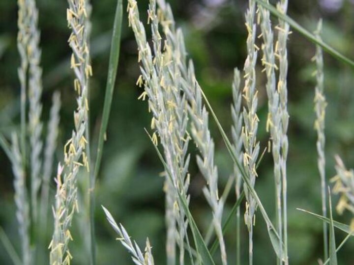 A closeup of quackgrass seedheads