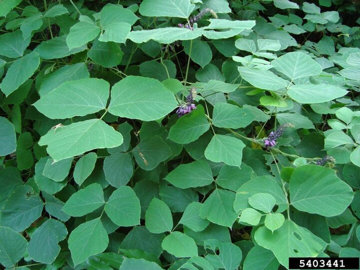 A closeup of kudzu foliage with some purple flowers present