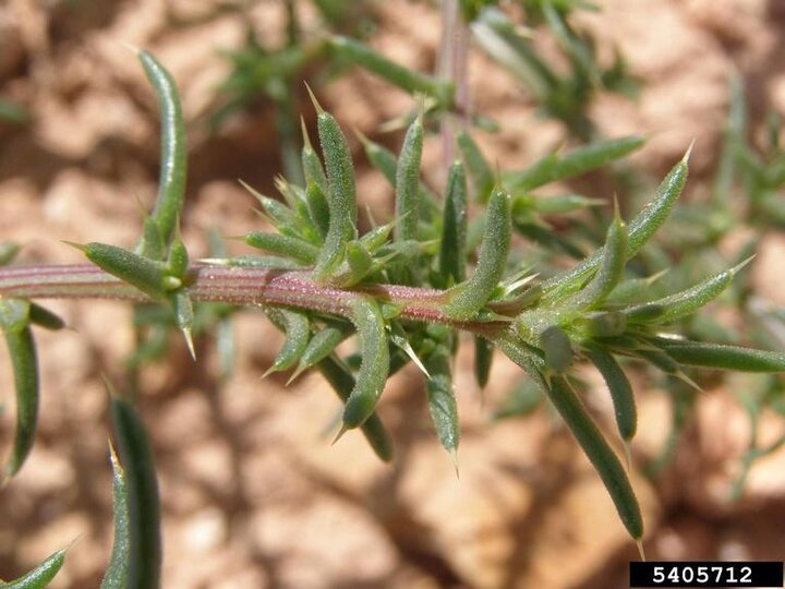 A closeup of spiny saltlover foliage