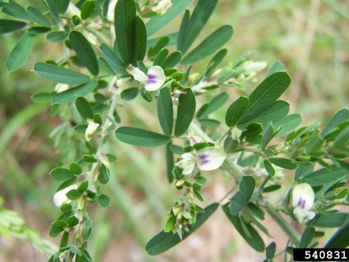 A closeup of the white and purple flowers on sericea lespedeza