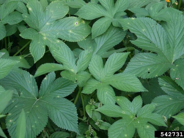 A closeup of Japanese hops foliage