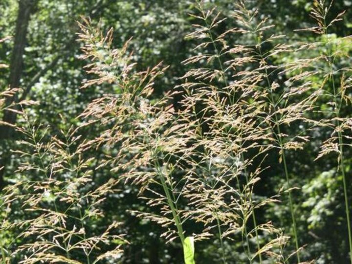 A closeup of flowering Johnsongrass seedheads