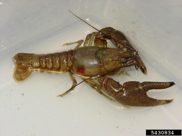 Rusty crayfish (Faxonius rusticus)