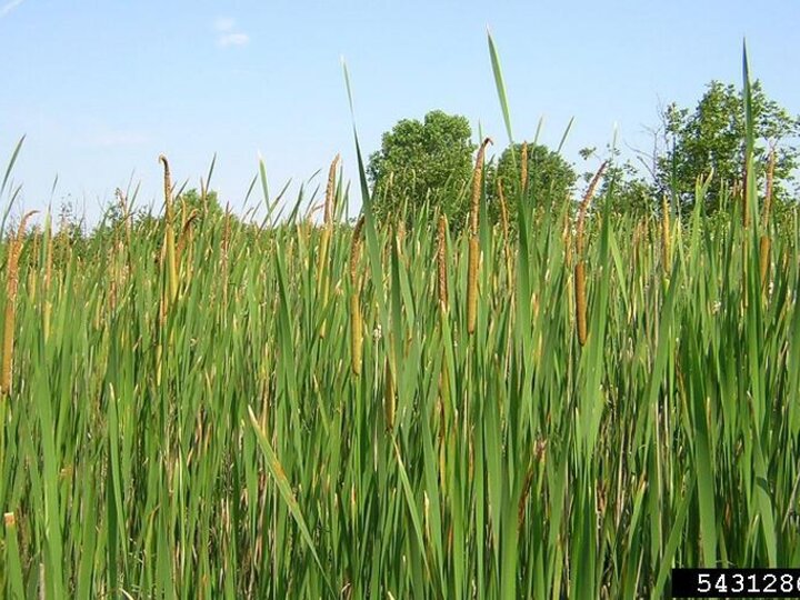 A field of narrow-leaf cattail plants.
