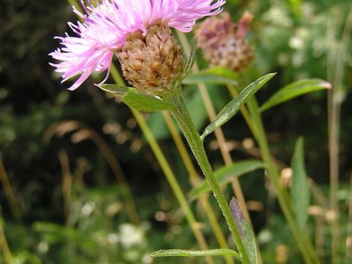A closeup of the light purple flower on a meadow knapweed plant