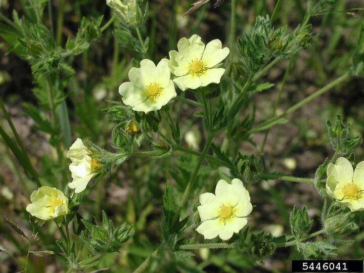 Yellow 5-petaled sulphur cinquefoil flowers
