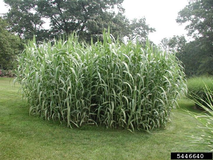 A patch of giant reed in a grass field