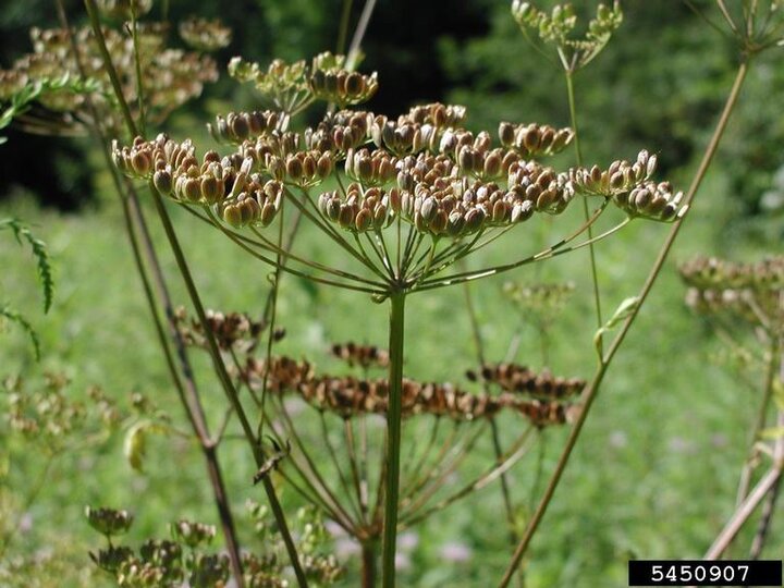 A closeup of white parsnip fruit and umbel seedheads