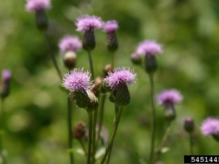A cluster of Canada thistles in bloom with purple flowerheads