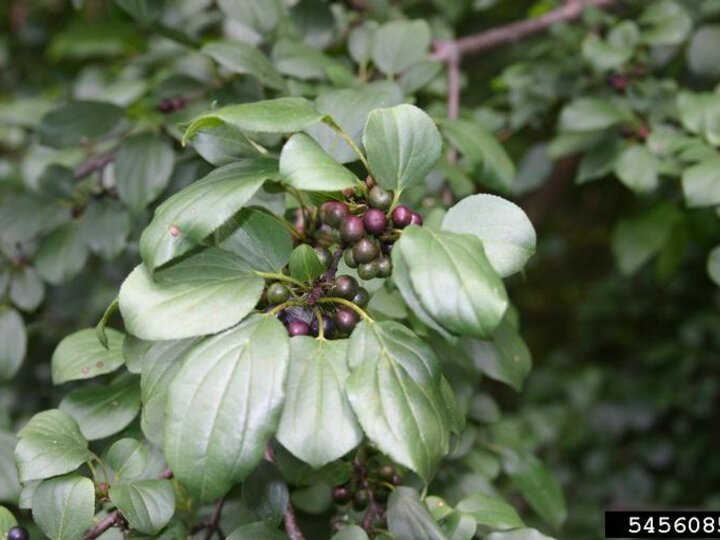 A closeup of the dark purple berries and dark green foliage on European buckthorn