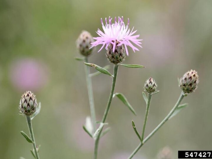 A closeup of spotted knapweed buds and flower. Note phyllaries blackened at their tips