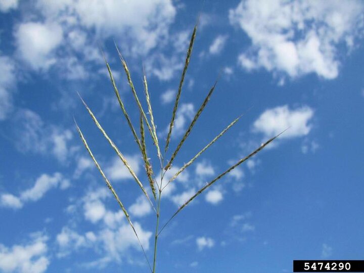 A closeup of a yellow bluestem's finger-like seedhead with a blue sky and white clouds in the background