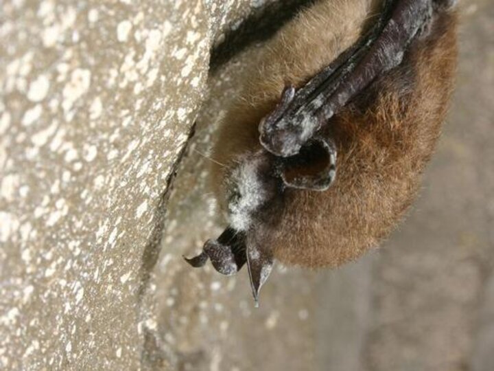 White nose syndrome caused by Pseudogymnoascus destructans fungus on the muzzle of a little brown bat.