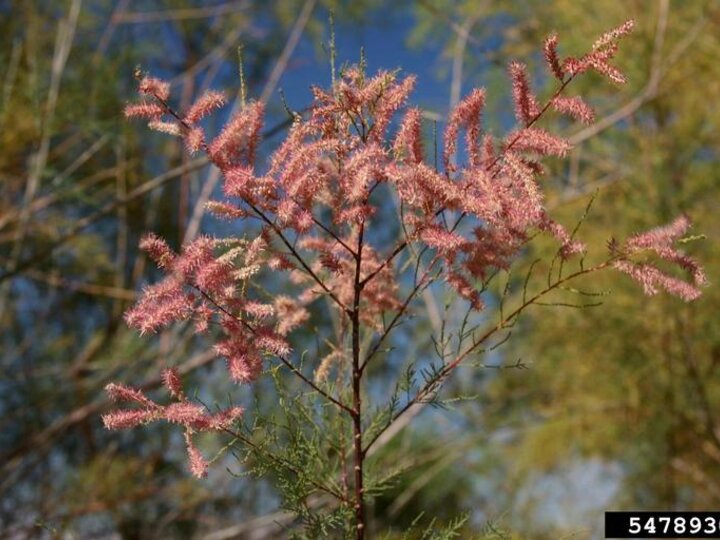 A closeup of the bright pink flowers on saltcedar