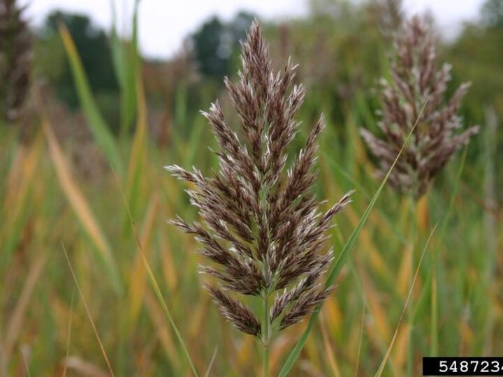 A closeup of a common reed seedhead