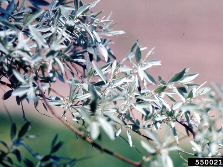 A closeup of the silvery white Russian olive foliage