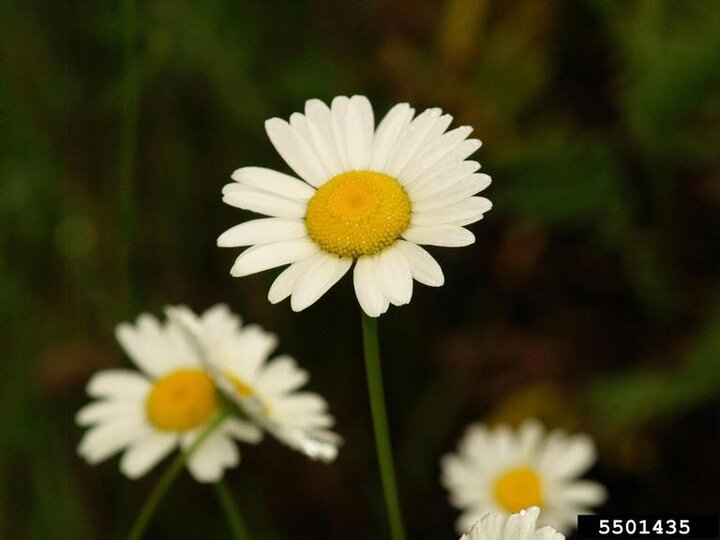 A closeup of the white daisy flowers with yellow middles on oxeye daisy plants