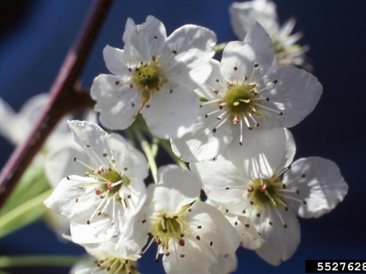 A closeup of the small white flower clusters on a callery pear tree