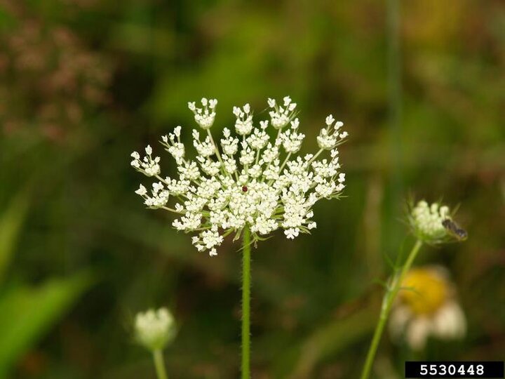 A closeup of the umbel inflorescence on Queen Anne's lace with its delicate white flowers