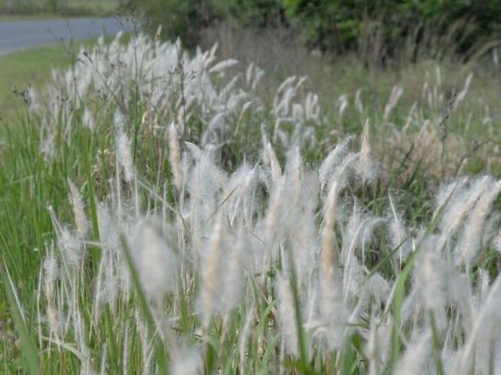 A field of cogongrass along a highway