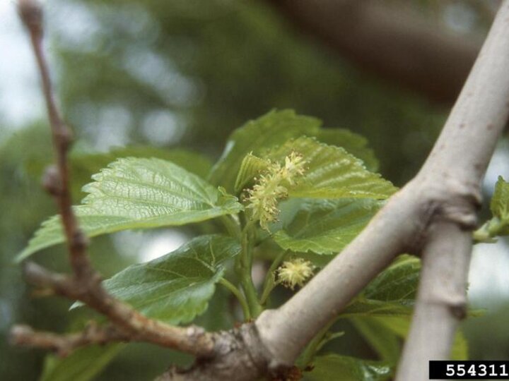 A closeup of a white mulberry tree's leaves and flowers on a branch