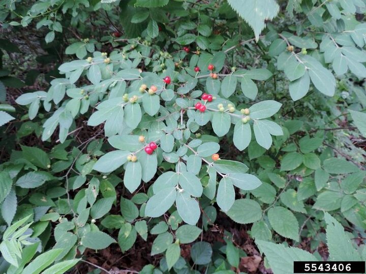 A closeup of the red fruit on the green foliage of Morrow's honeysuckle