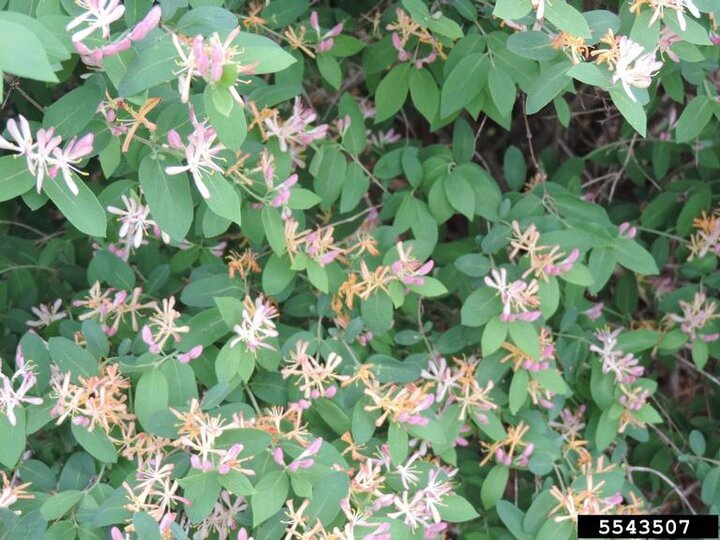 A closeup of pink flowers on Tartarian honeysuckle