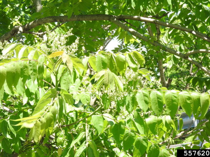 A closeup of tree-of-heaven foliage