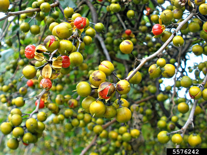 A closeup of the red and green fruit on a round leaf bittersweet tree