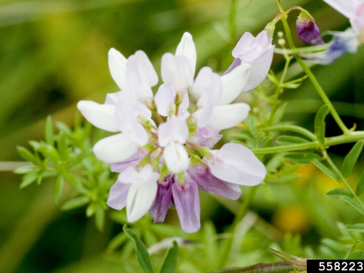 A closeup of the pinkish-white flower cluster on a crownvetch