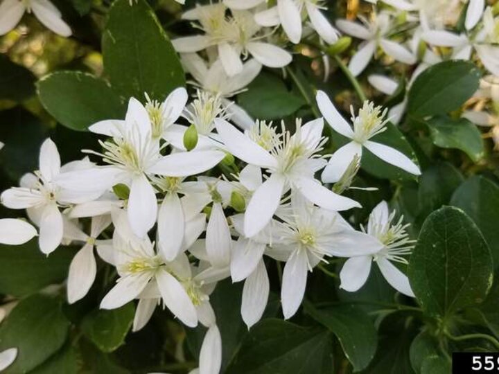 A closeup of white 4-petaled sweet autumn virgin's bower flowers