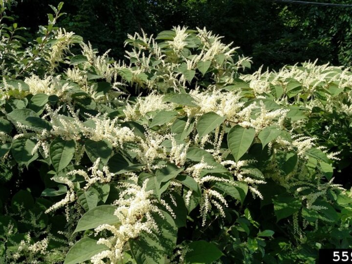 A closeup of Japanese knotweed foliage and white flowers