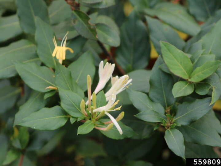 A closeup of yellow and white Japanese honeysuckle flowers and green foliage