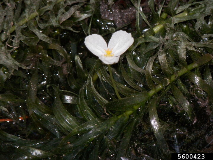 A flowering Brazilian waterweed