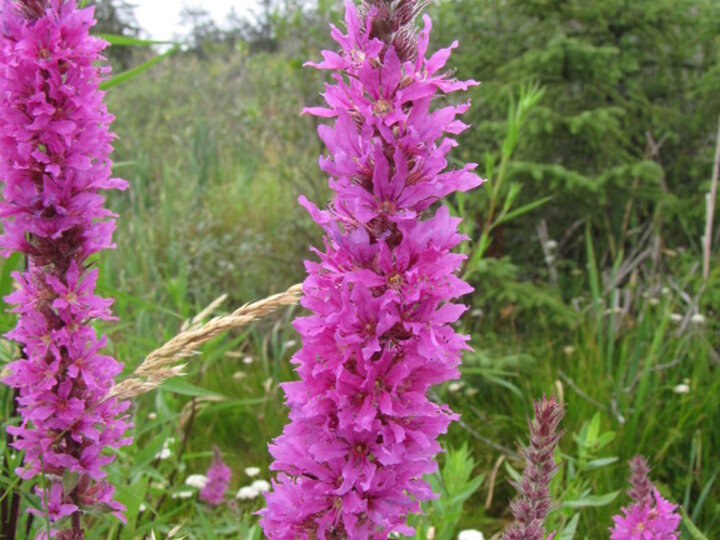 A closeup of purple loosestrife seedheads with its bright, purple flowers.