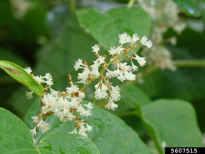 A closeup of the small white flowers on a giant knotweed plant