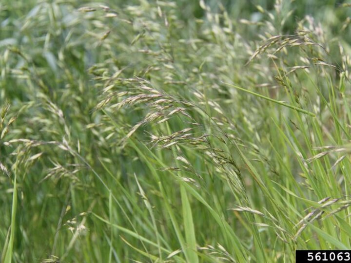 A closeup of a field of Japanese brome grass