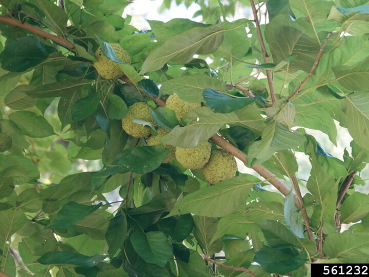 A closeup of the light green bumpy fruit on an osage orange tree