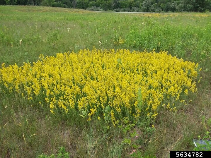 An infestation of yellow bedstraw in a field