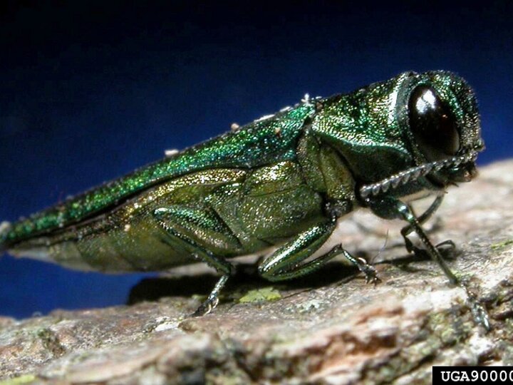 Emerald ash borer (Agrilus planipennis).