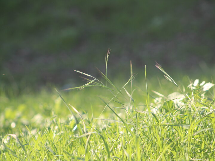 A closeup of ripgut brome grass growing in an open field