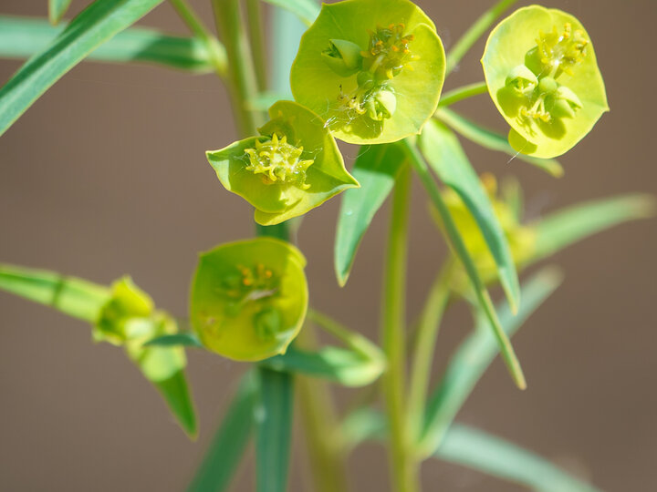 A closeup of the small yellow flowers on a leafy spurge plant